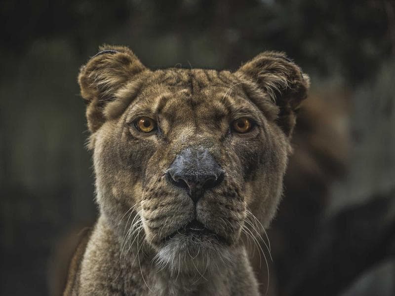 Incredible Granite Chips #3-pTwB