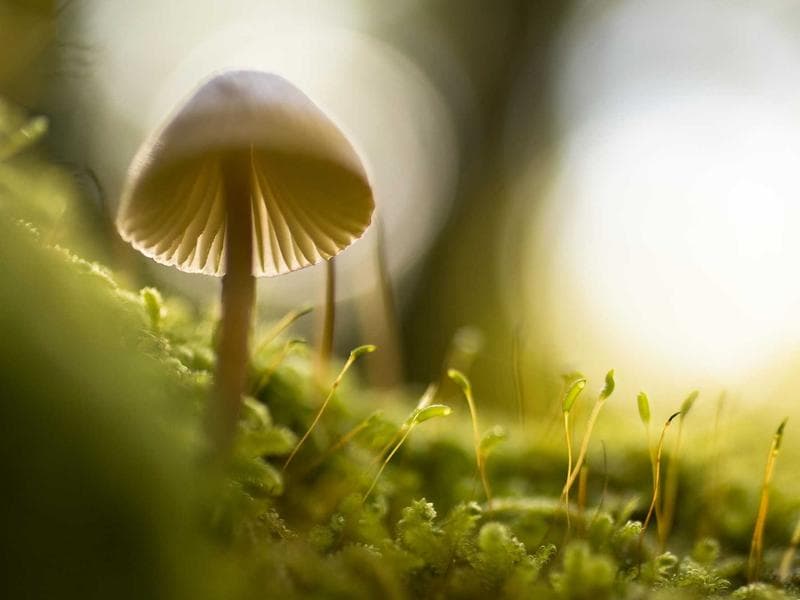 Intelligent Silk Shoes #5-crAR