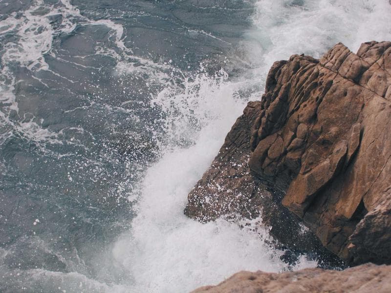 Frozen Cotton Mouse #5-LtaU