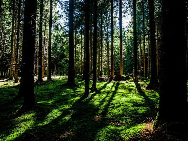 Soft Wooden Towels #2-i0SA