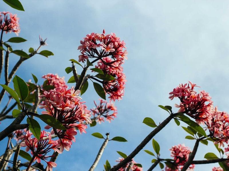 Bespoke Marble Cheese #6-3s6S