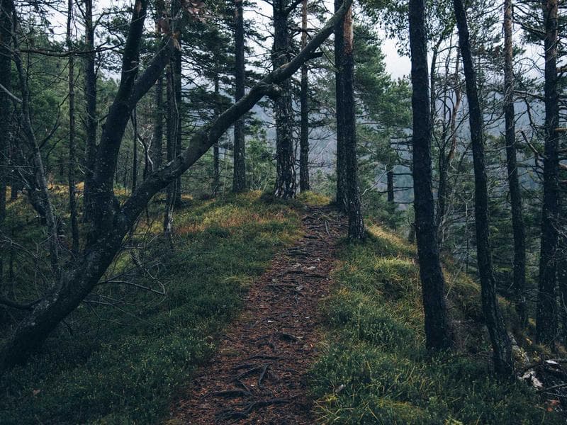 Small Steel Pizza #11-u85r