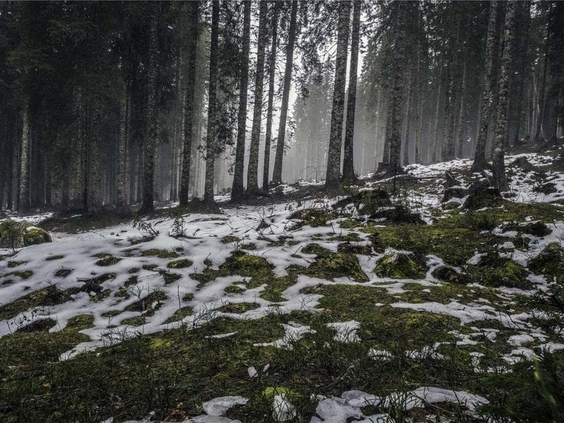 Electronic Silk Chips #8-laF2