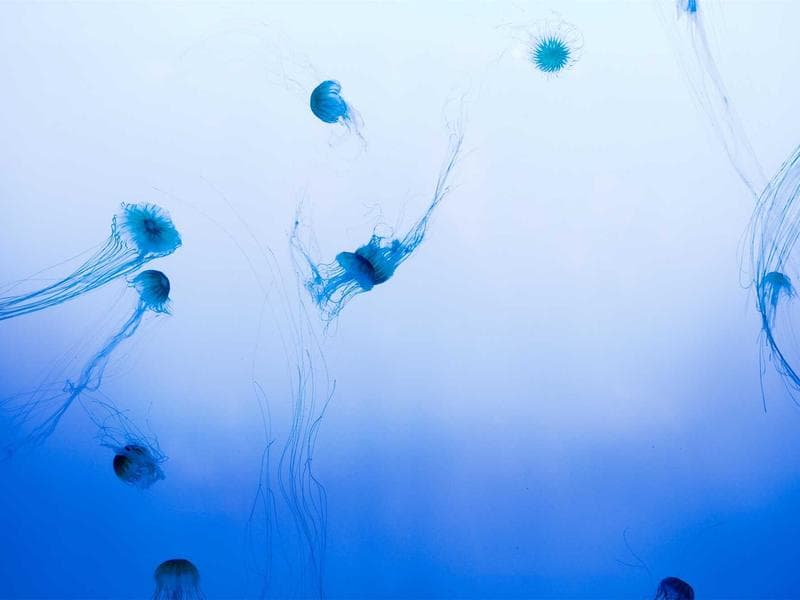 Unbranded Rubber Cheese #3-vRu3