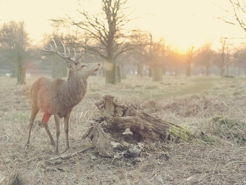Oriental Silk Mouse #10-rezE