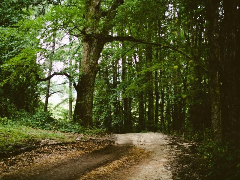 Tasty Bamboo Sausages #1-hdCG