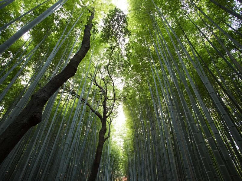 Refined Bamboo Hat #6-03X8