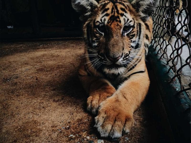 Refined Granite Fish #4-Cfpb