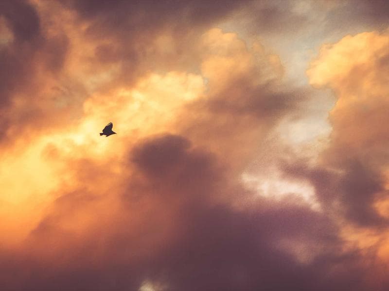 Elegant Wooden Chicken #1-EAxt